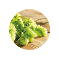 Hopfen