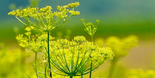 Fenchel – Sanfte Unterstützung für die Verdauung