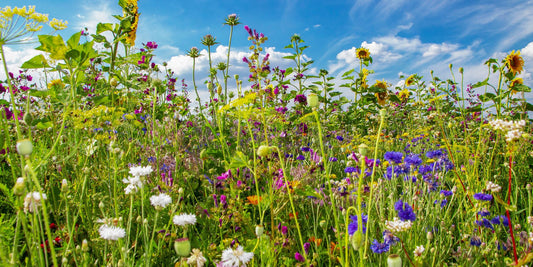 Heublumen-Wiese