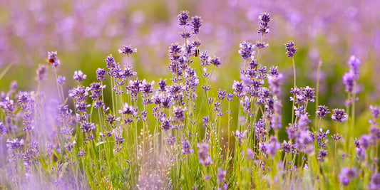 Lavendelblüten