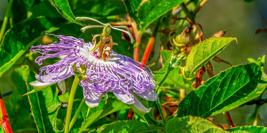 Passionsblume Header Bild