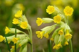 Mit der Schlüsselblume gegen hartnäckige Erkältungskrankheiten