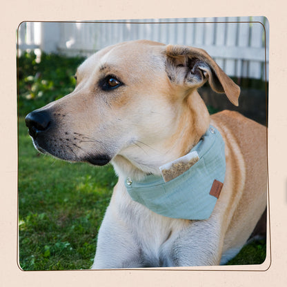 SniffTag (Hundehalstuch mit Kräuterpadtasche)